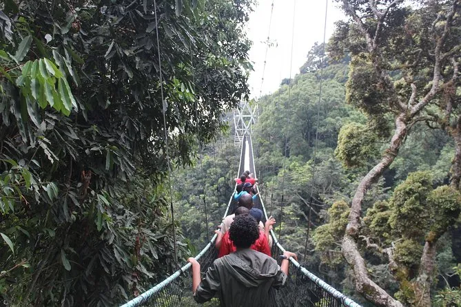 1-Day Nyungwe National Park Canopy Walkway