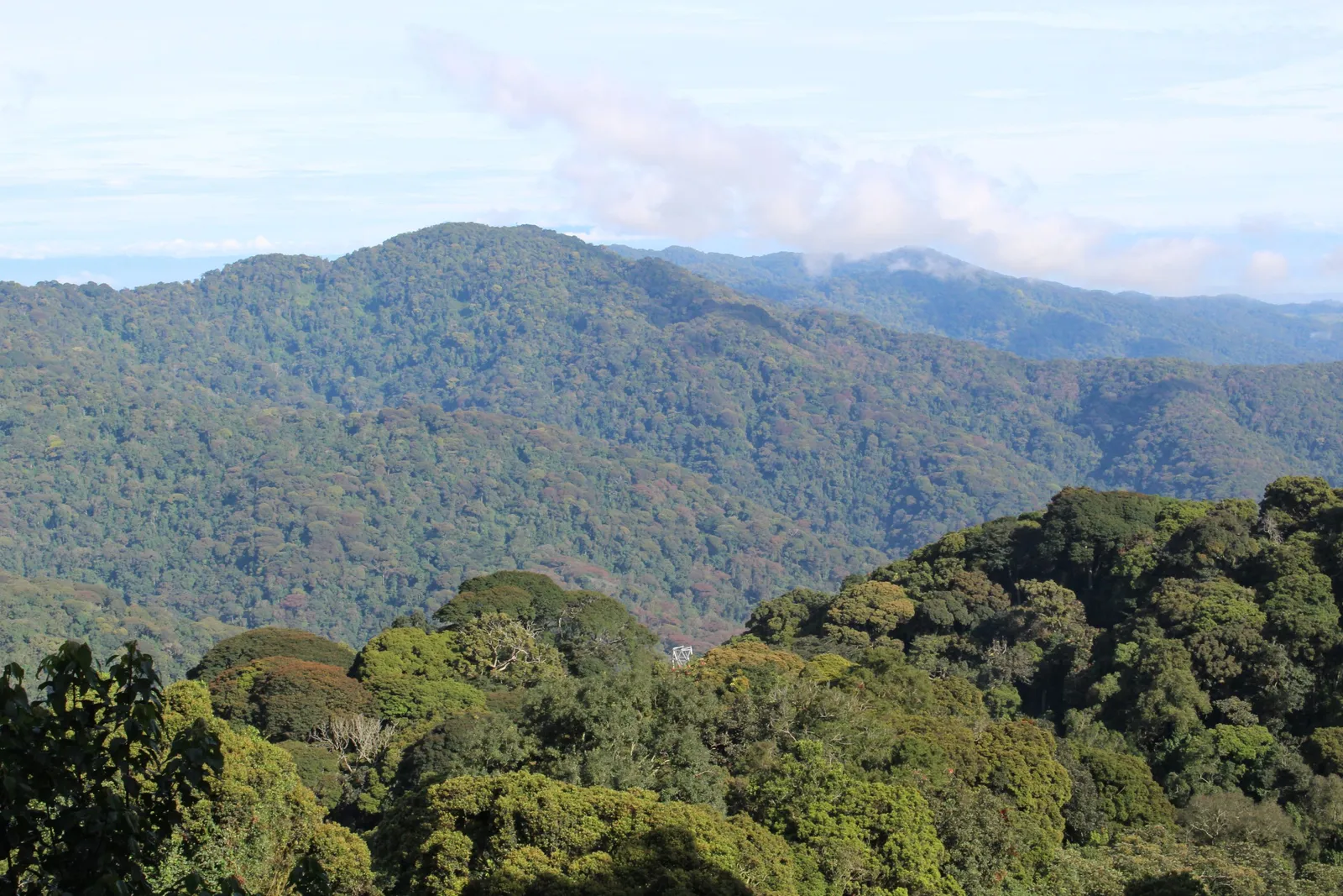 3-Day Nyungwe National Park Safari - Chimpanzee Tracking