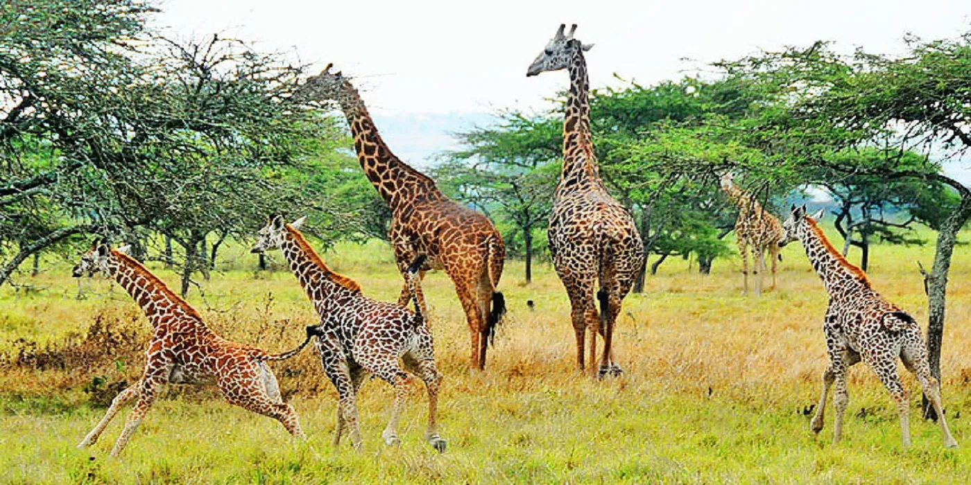 2 Days in Akagera National Park