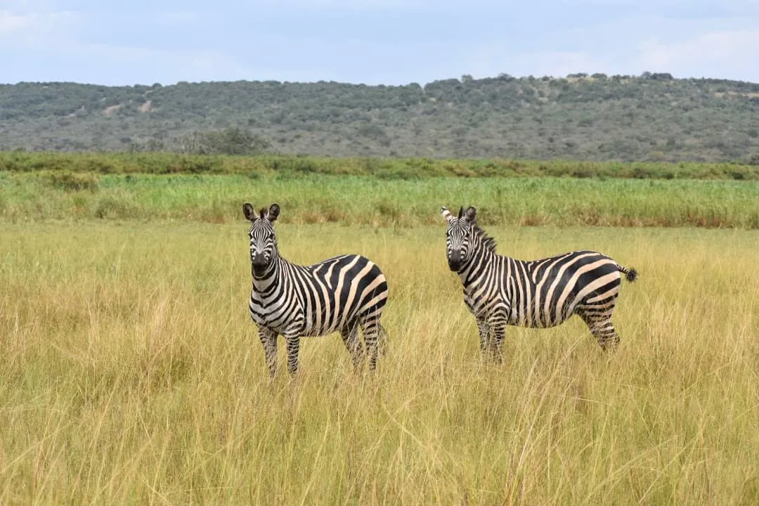7-Day Gorilla Trek & Game Drive in Rwanda