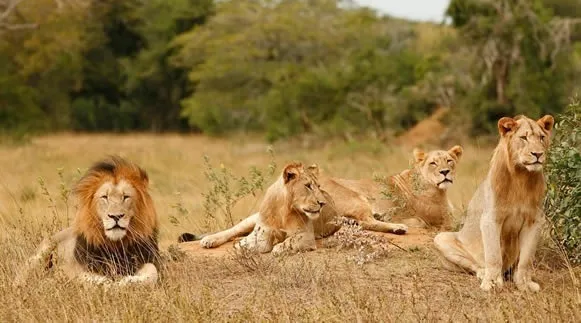 5-Days Rwanda Primates Safaris