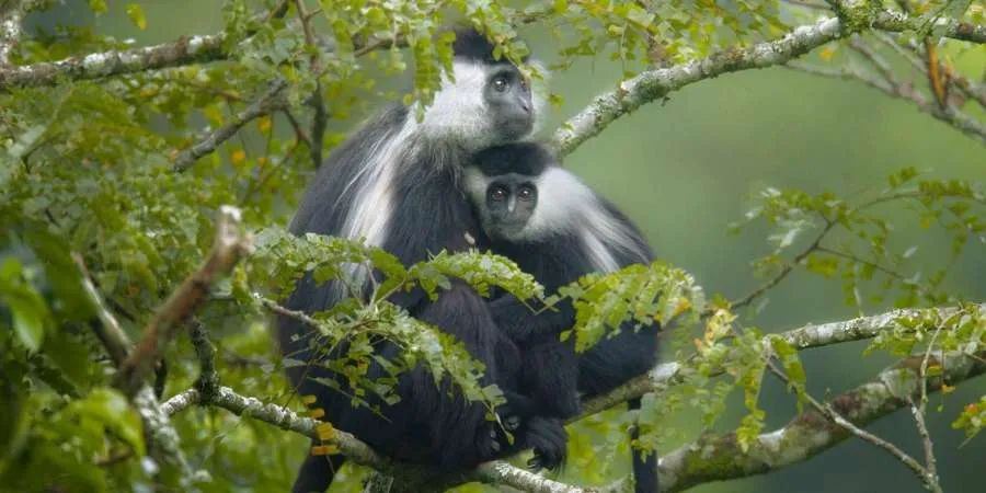 7-Days Rwanda Combined National Parks Safaris Adventure