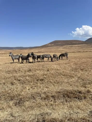 6-Day Tanzania Safari through Serengeti, Ngorongoro and Tarangire