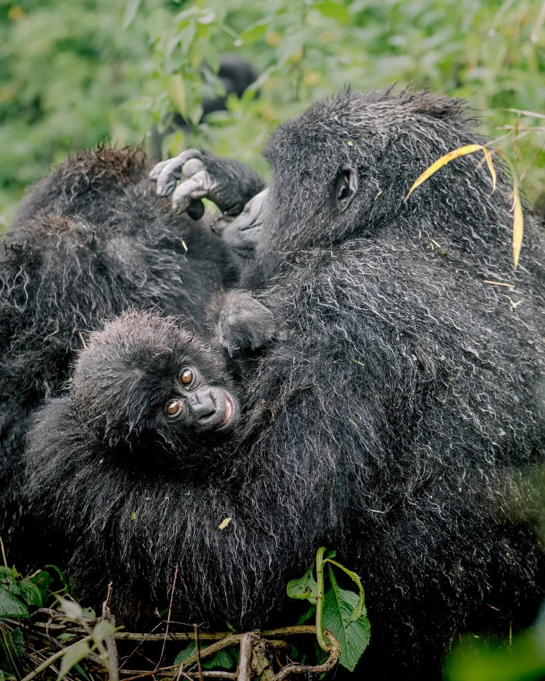 10 Days Rwanda Primates, Wildlife & Scenic Discovery Safari