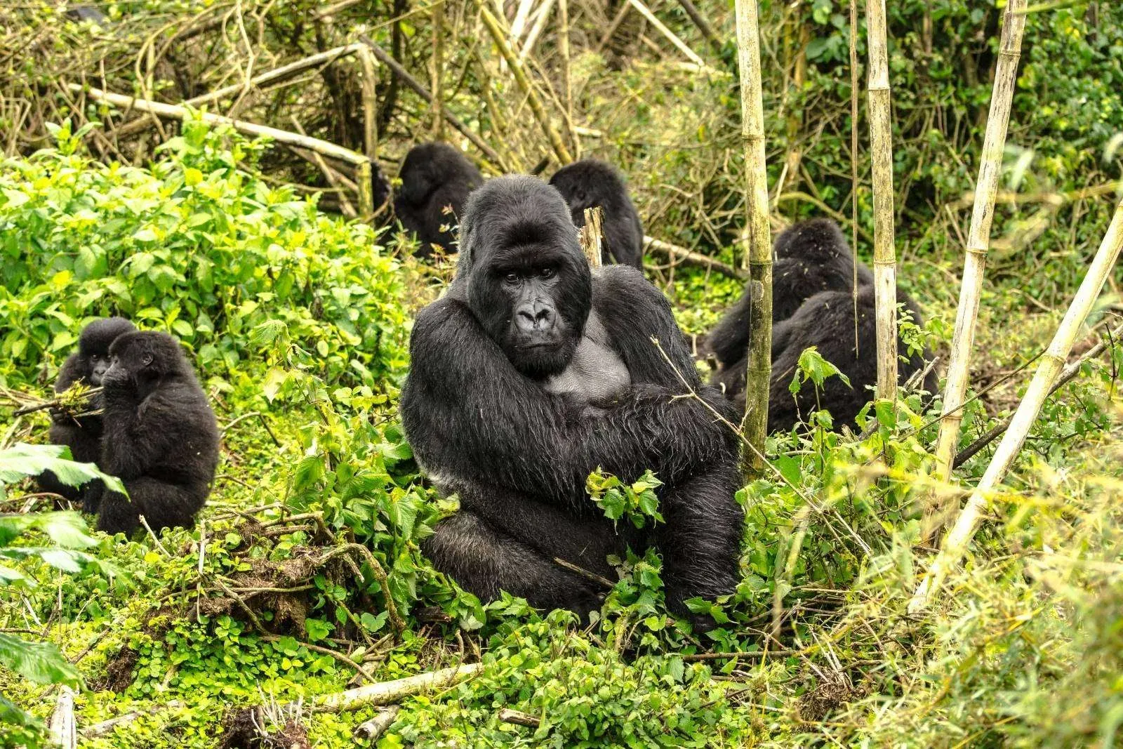 3-Day Rwanda Gorilla & Golden Monkey Safari