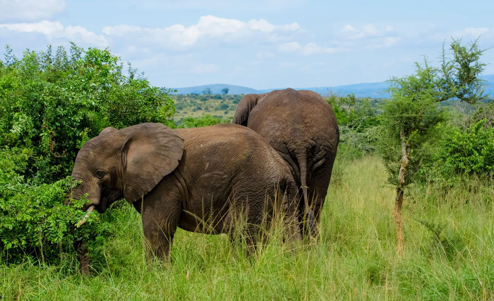 10-Day Rwanda Primates and Wildlife Itinerary