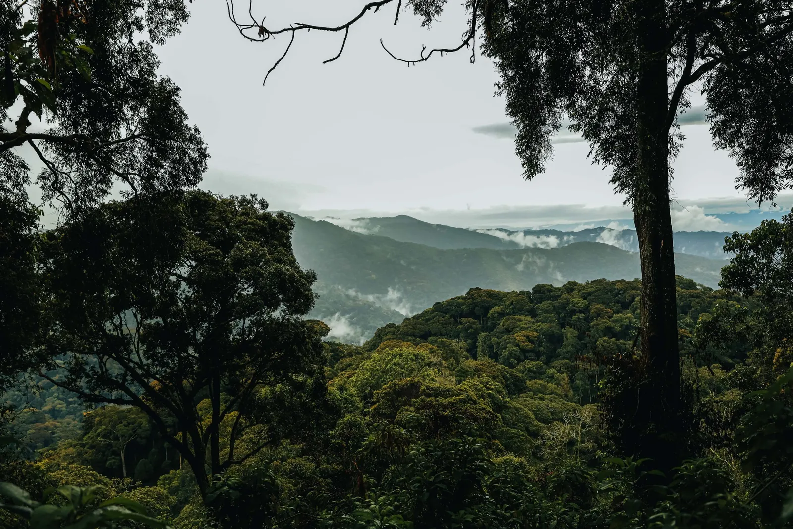 3-Day Nyungwe National Park Cultural & Primate Safari
