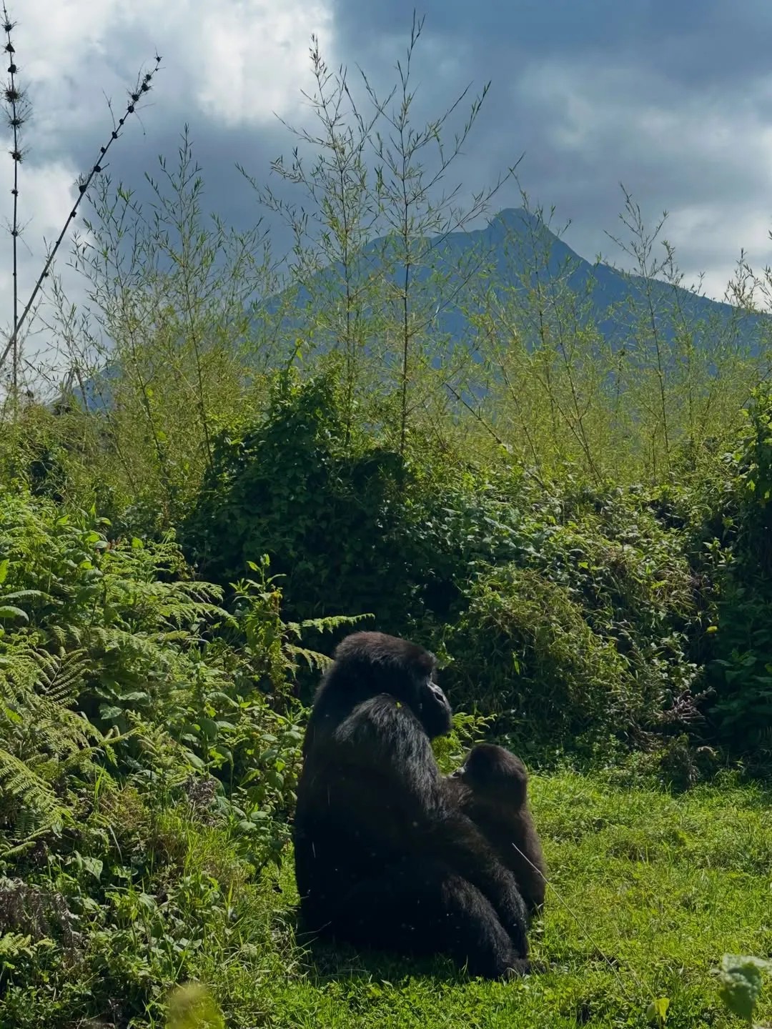 3 Days Lake Kivu and Gorillar trek