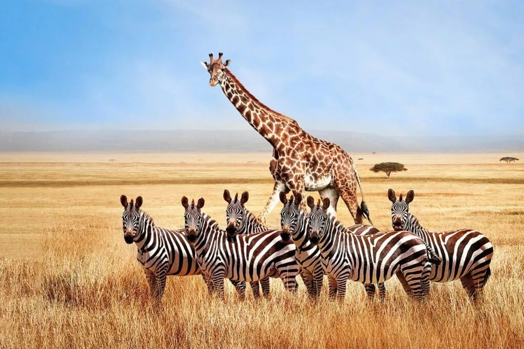Zanzibar Mikumi Day Safari