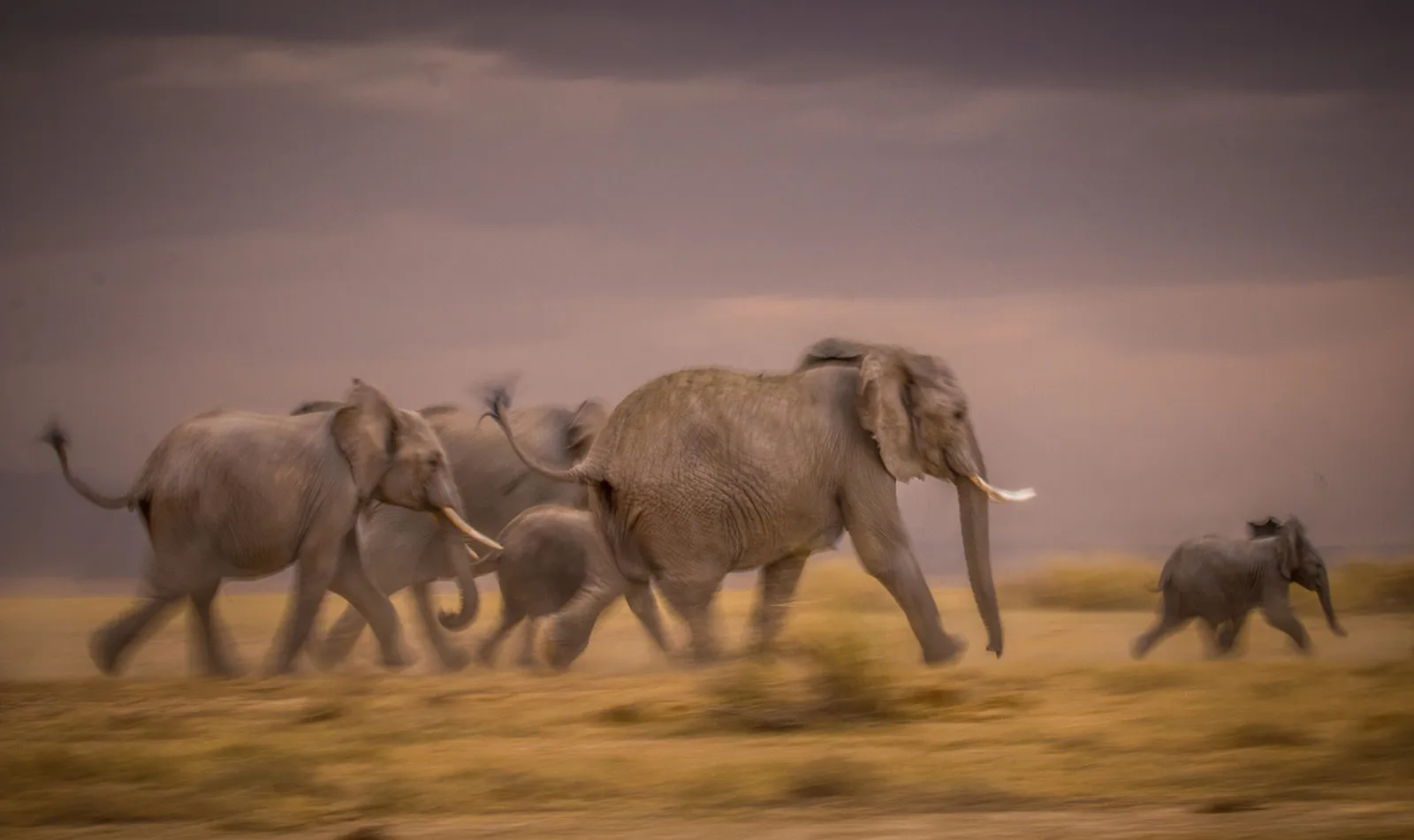 6 Days Tanzania Wildlife Safari