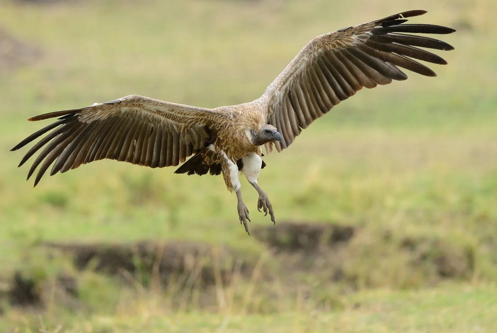 11 Days Kenya – Tanzania Wildlife Safari