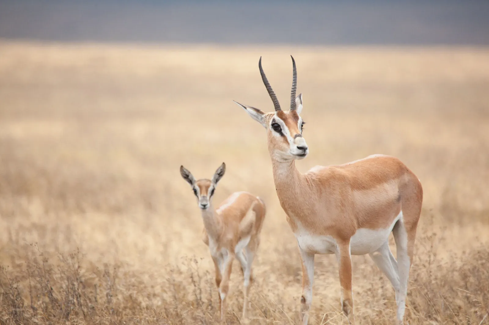 8-Day Kenya Wildlife Safari