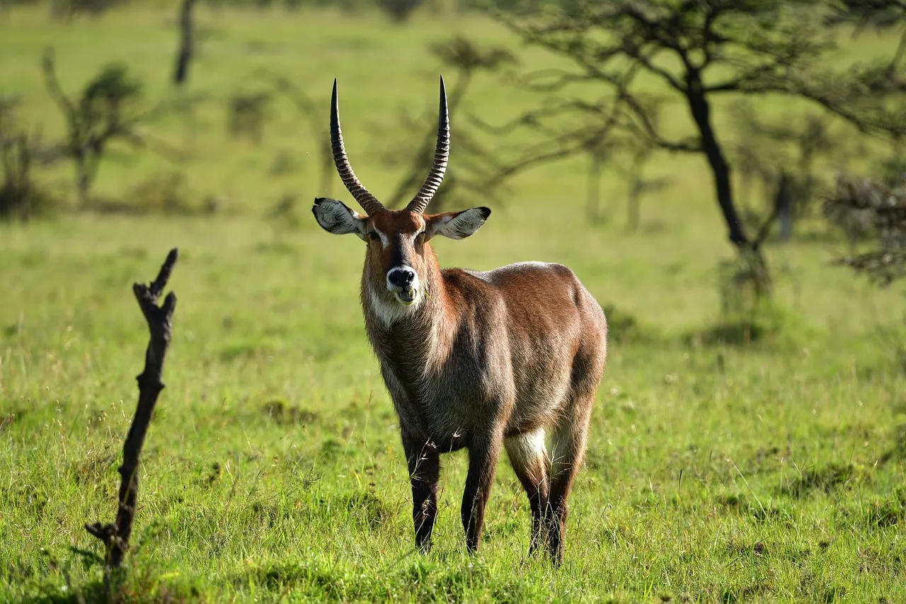 10-Day Kenya Wildlife Safari
