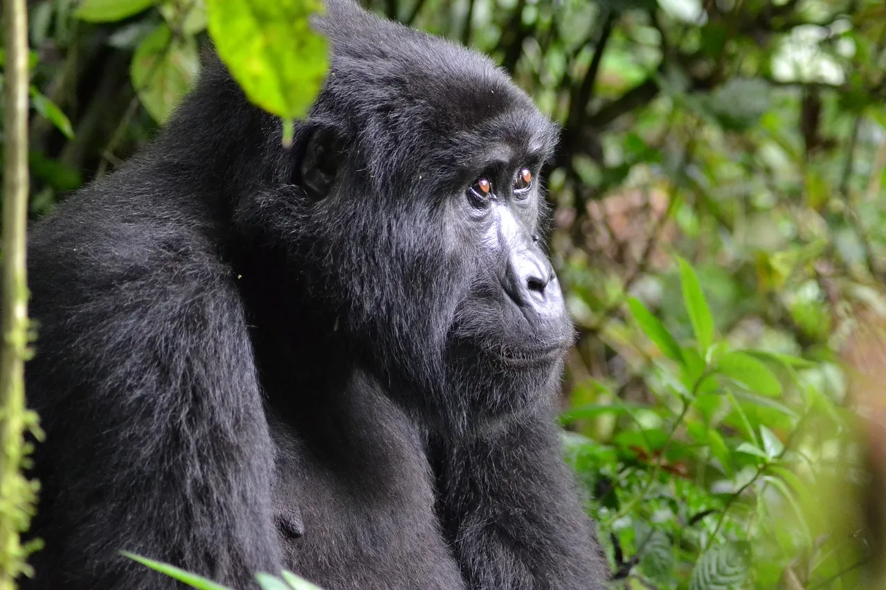 4-Day Bwindi Gorilla Trekking Safari & Cultural Experience