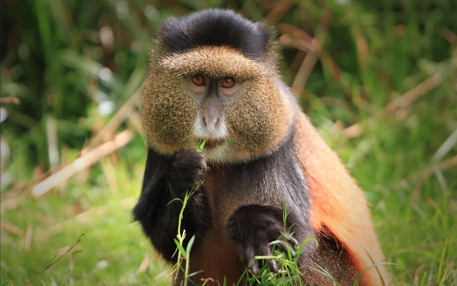 7-Day Rwanda Safari: Gorilla Trekking, Akagera National Park & Luxury Wildlife Adventures