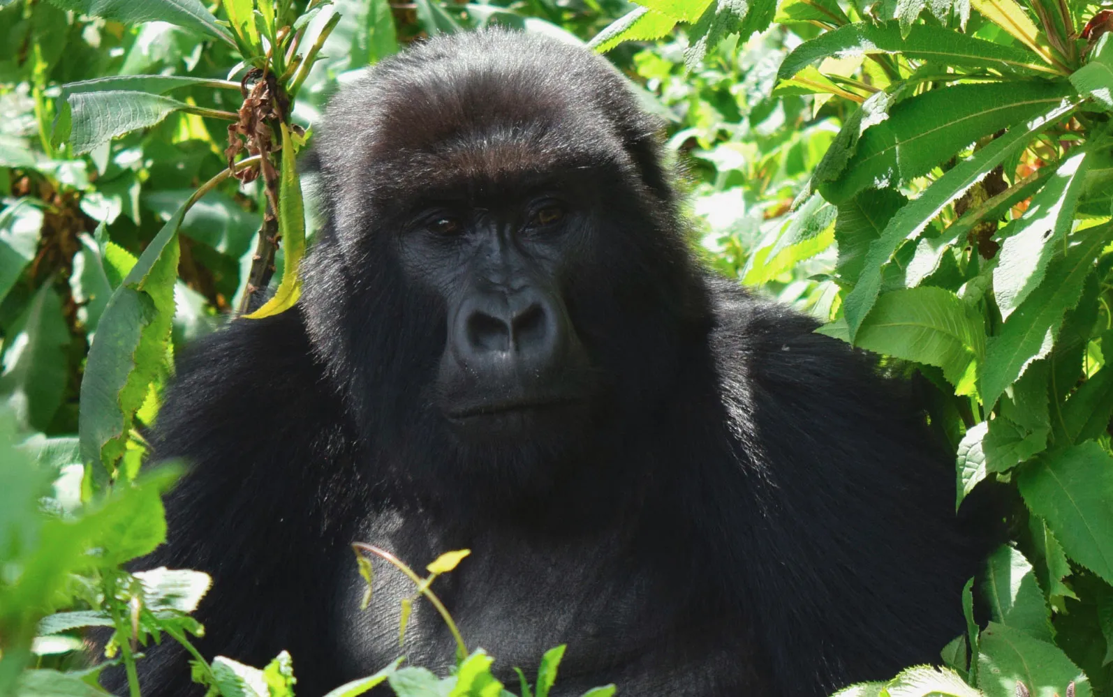 10-Day Ultimate Rwanda Safari: Gorilla Trekking, Chimpanzee Trekking, and Cultural Discovery