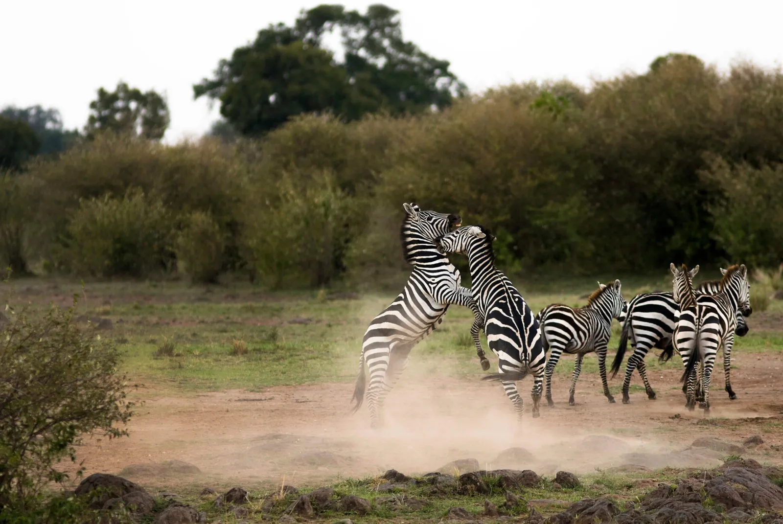 8 Days Tanzania Luxury Safari