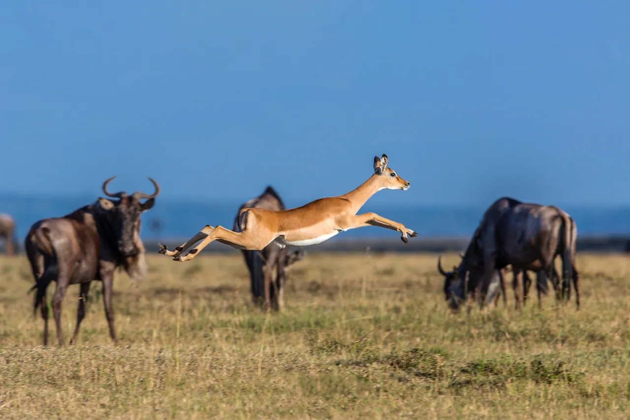 6 Nights 7 Days Kenya Simba Swag (Jan to Jun)