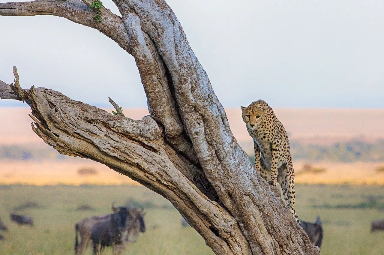 6 Nights 7 Days Kenya Simba Swag (July to October)