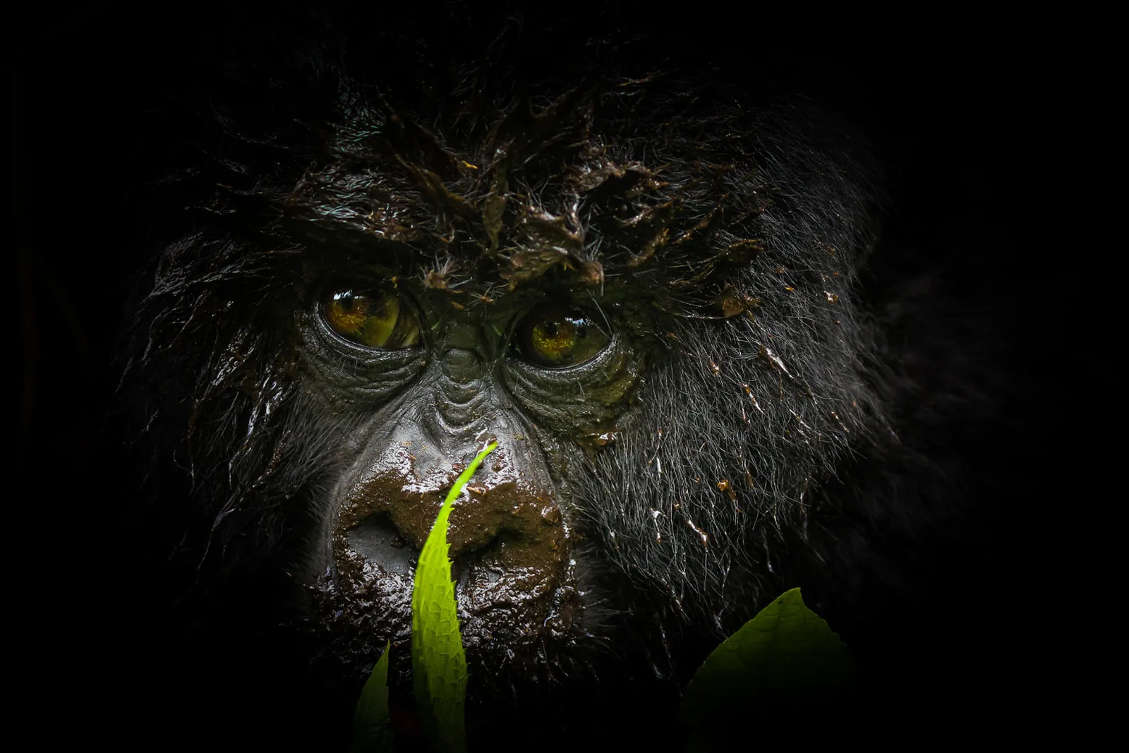 5-Day Rwanda Gorilla Trekking Safari