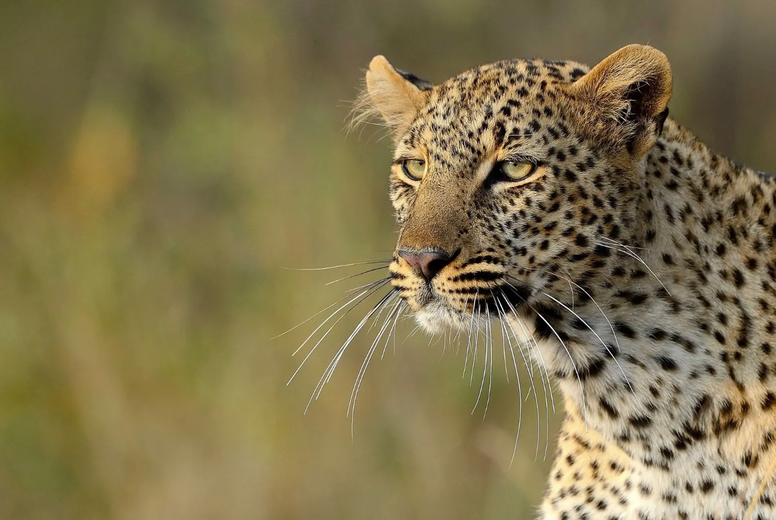 7 Days Tanzania Green Season Safari